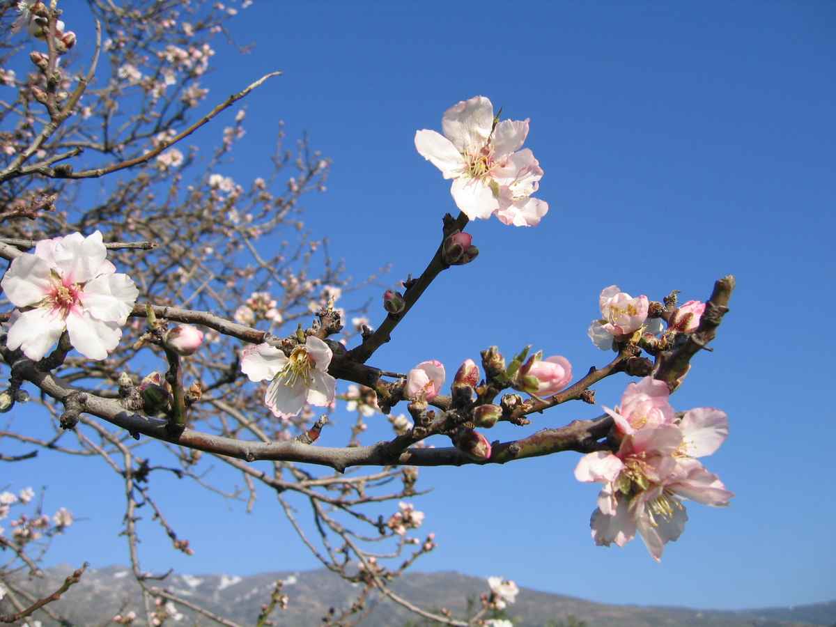 ein kleiner Frühlingsgruß aus Hellas