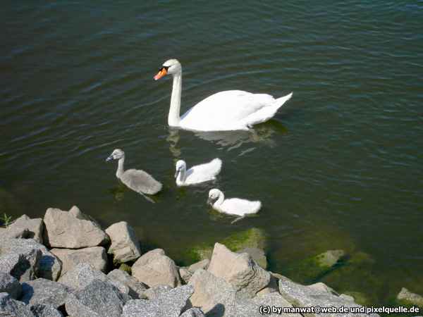 Family Schwan