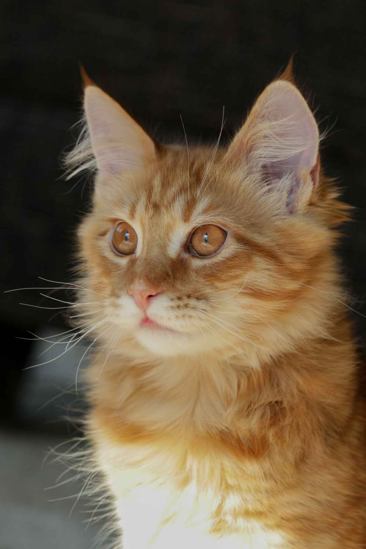 Maine Coon-Kater Sammy mit 7 Monaten