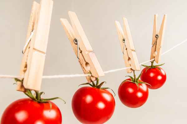 tomaten auf der leine