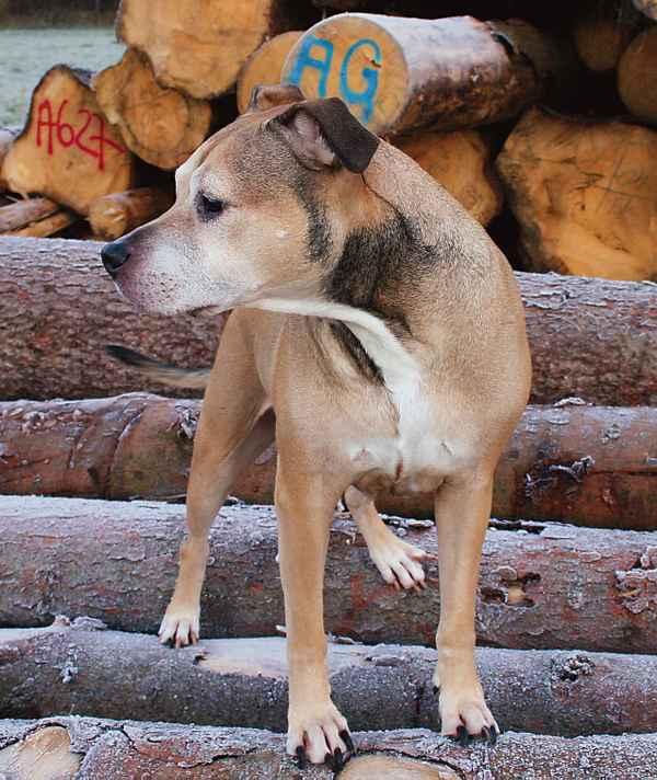 Pit Bull
