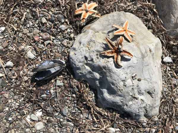 Seesterne und Muschel / Foto: Alexander Hauk