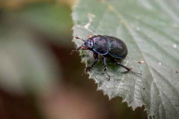 Waldmistkäfer mit Zecke auf dem Nackenschild