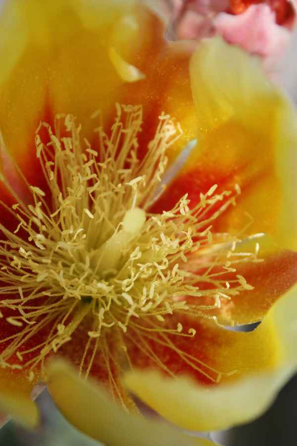 Kakteenblüte Opuntie