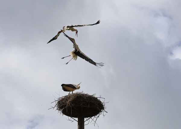 luftkampf um das nest