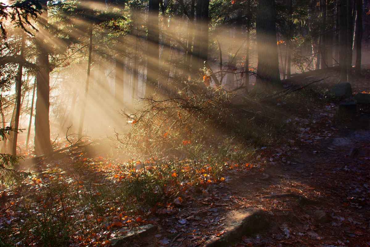 Magisch