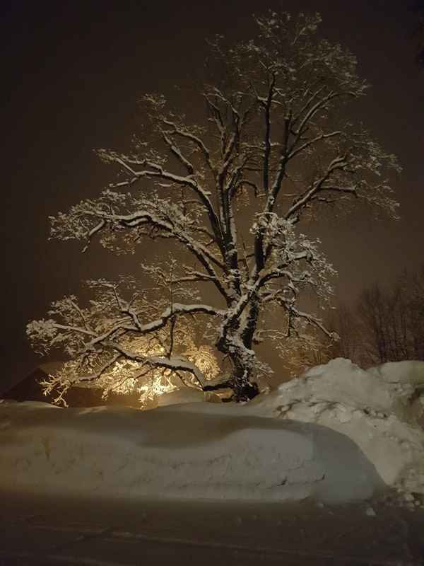 Baum in der Wintersonne