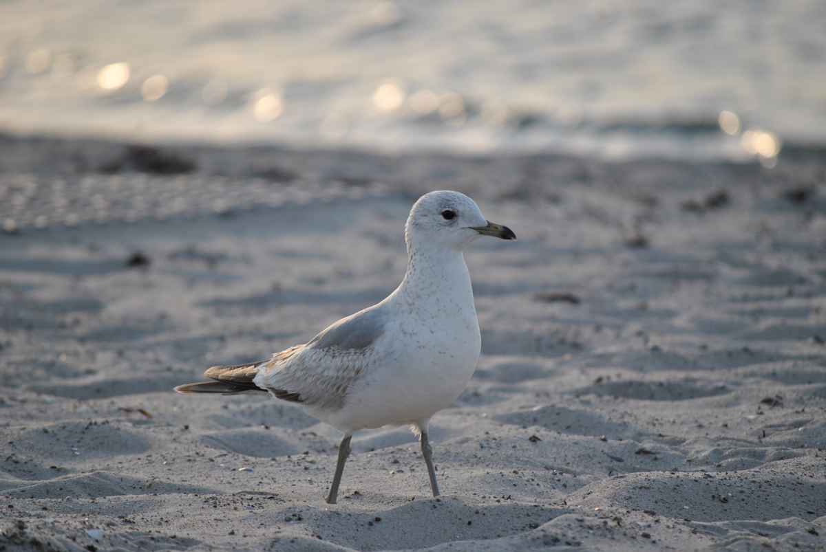Möwe am Strand