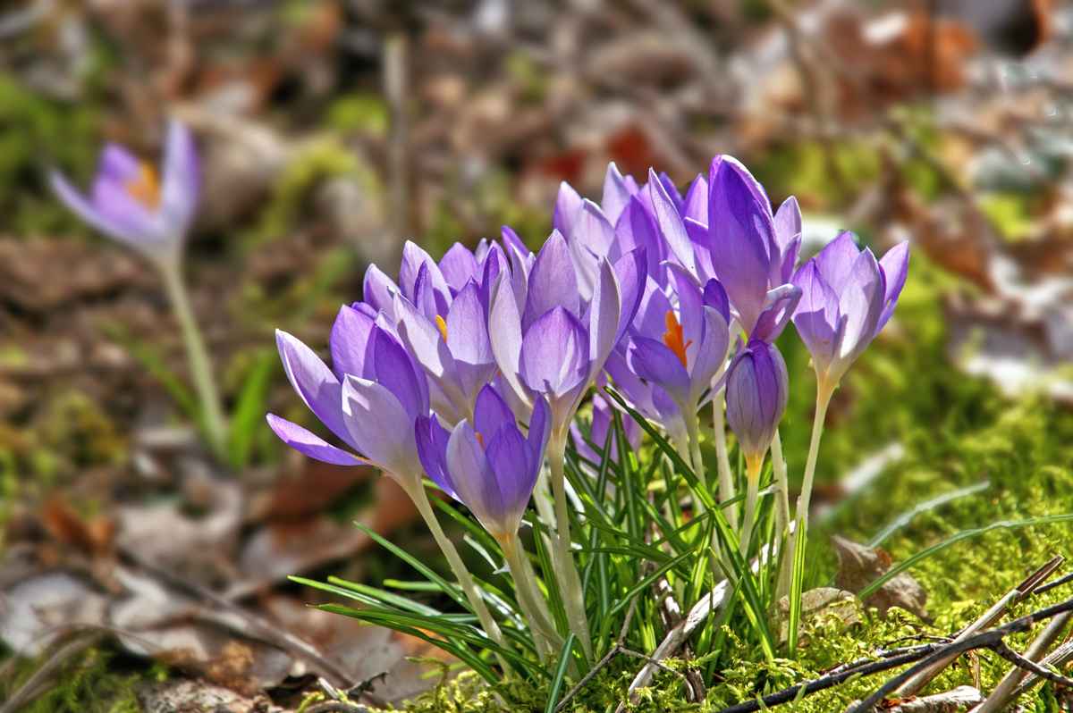 Krokusse im Wald