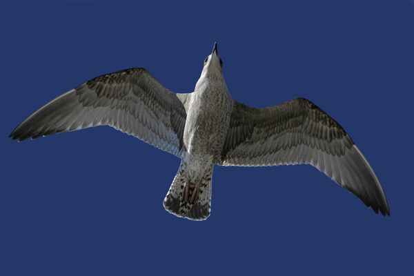 Überflug