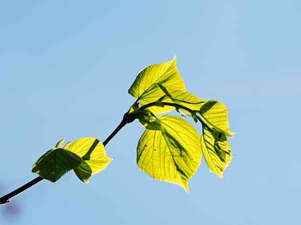 zartes grün vor himmelblau