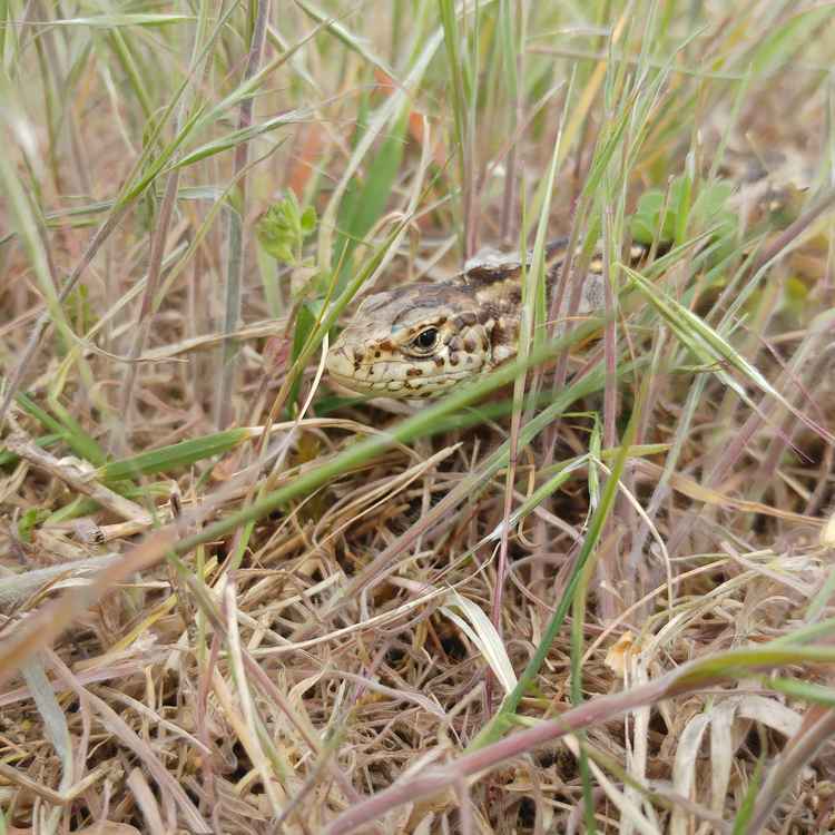 ich seh dich auch...