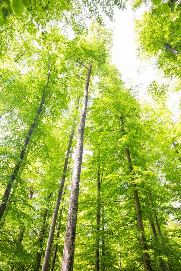 Buchenwald im Frühling 03