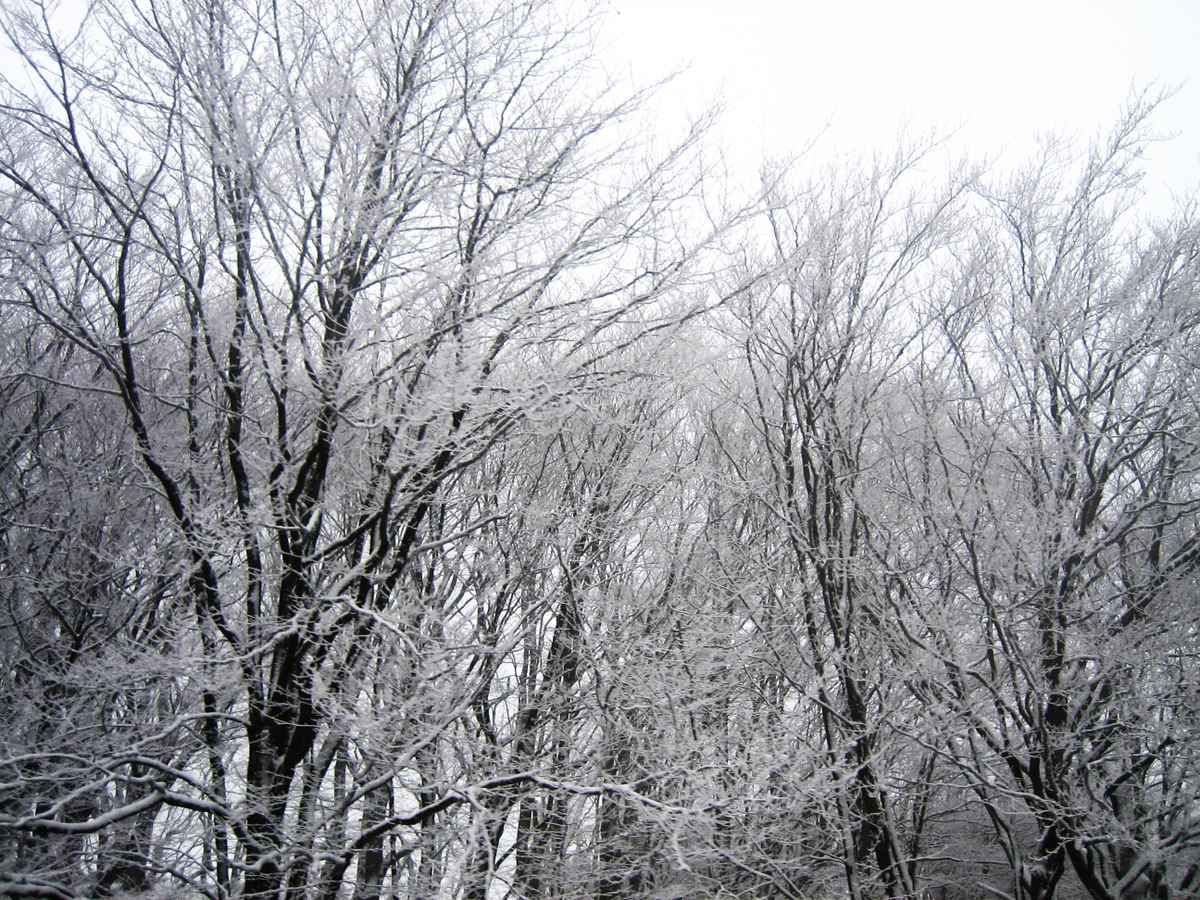 Waldfrost 02