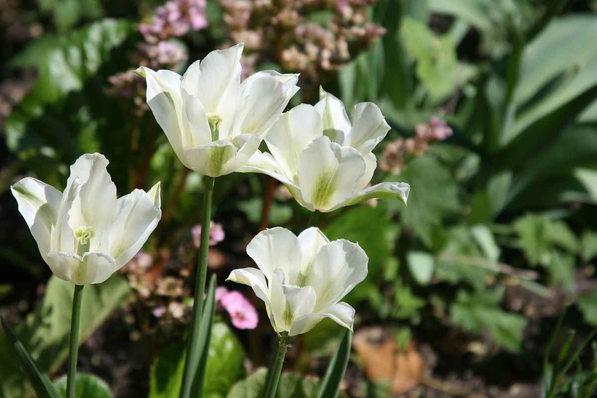 Weisse Tulpen