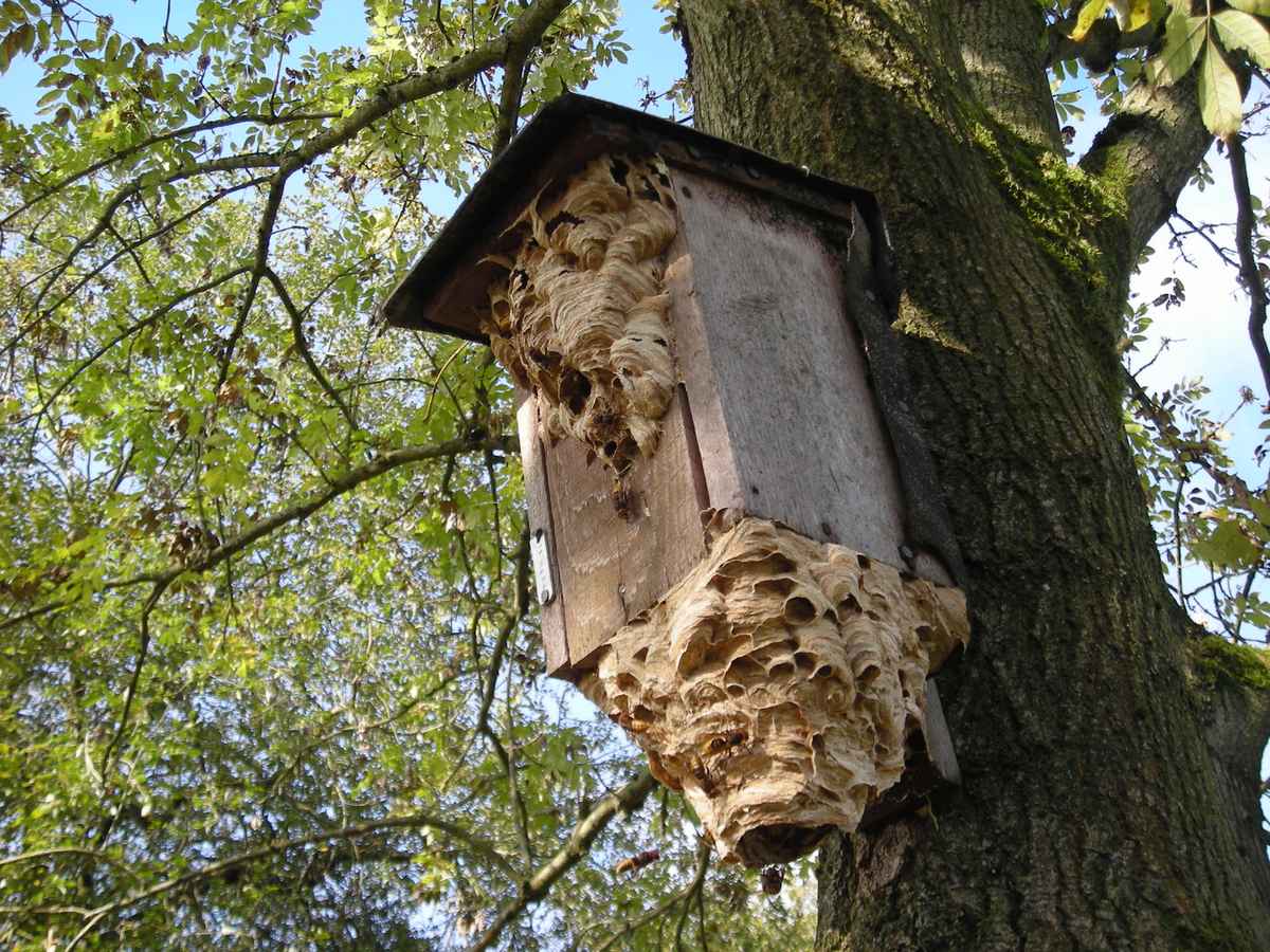 Hornissen im Nistkasten