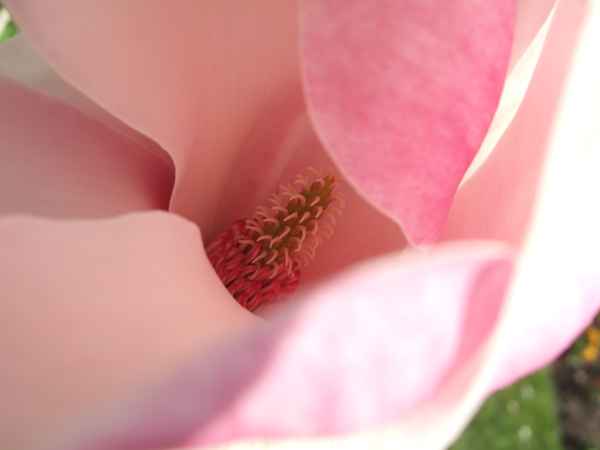 Magnolia