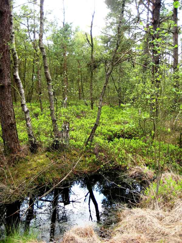 Heidelbeersträucher im Moor