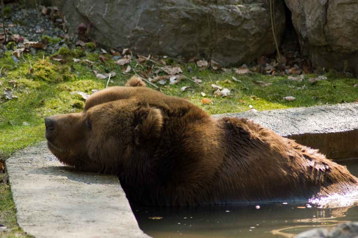 Braunbär am relaxen
