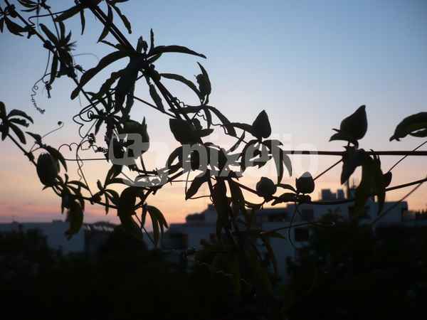Passionsblume2
