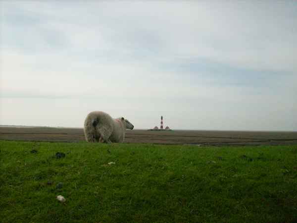 Westerhever Schaf