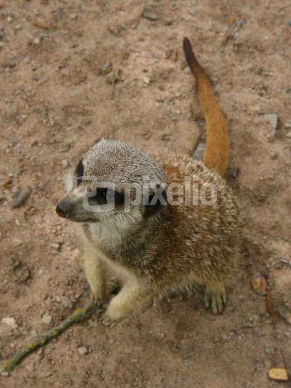 Erdmännchen
