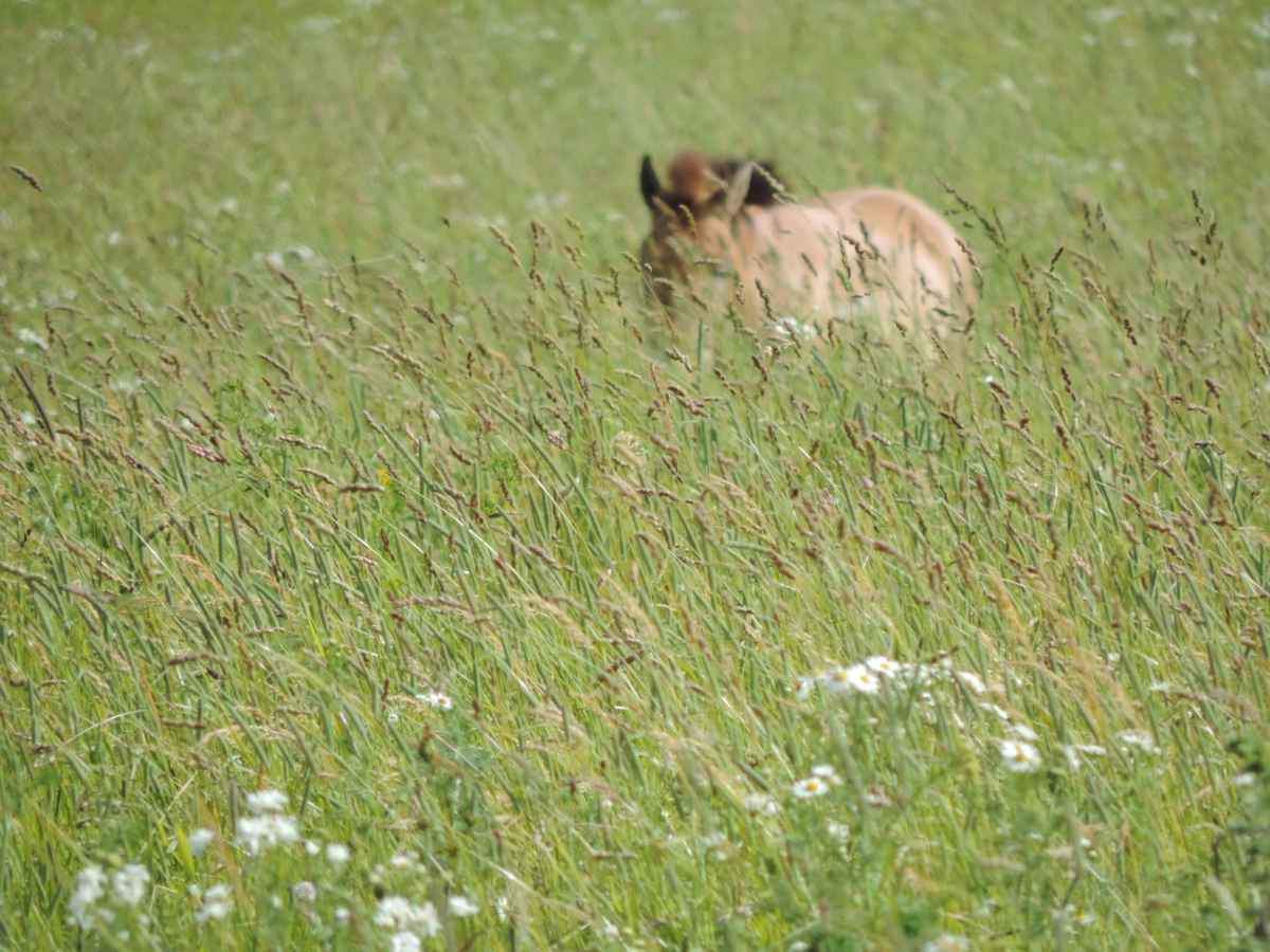 Wildpferd (Przewalski-Pferd)