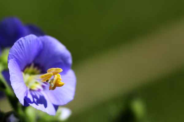 Blaue Blüte I