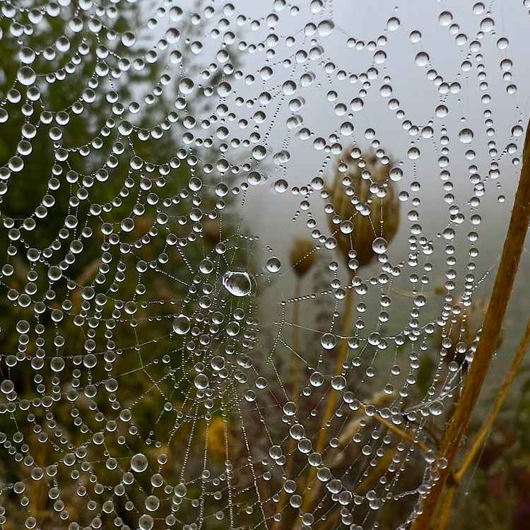 Spinnennetz im Morgentau