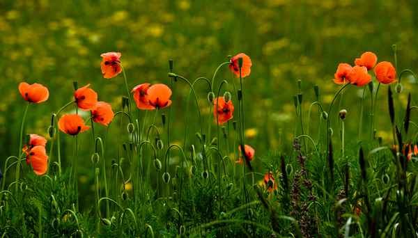 Mohnblumen in der Wiese