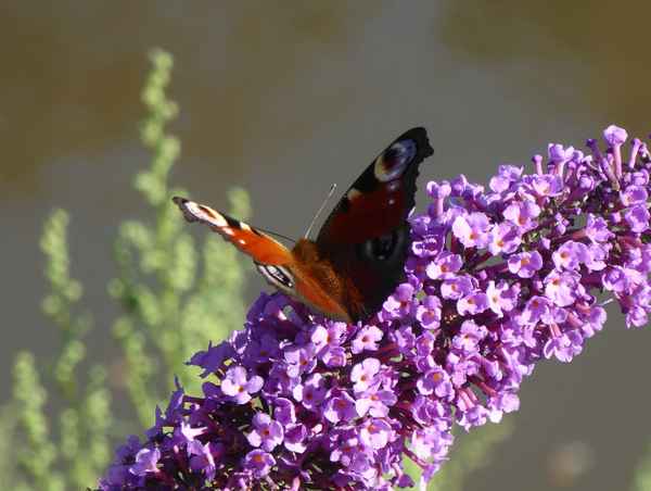Pfauenauge auf der Blüte