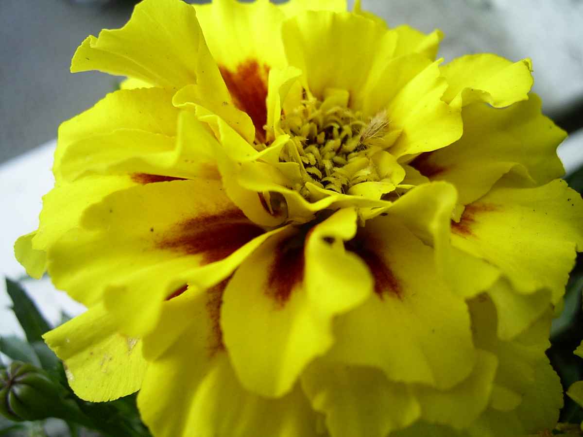 Gelbe Blüte