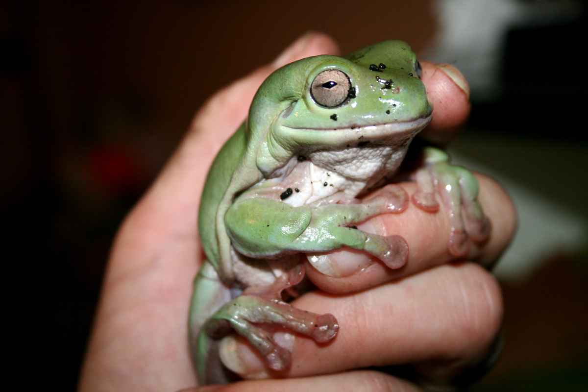 Froggy
