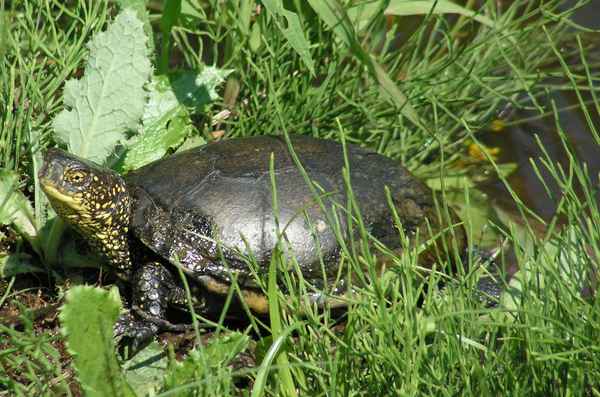 erfrischte Schildkröte