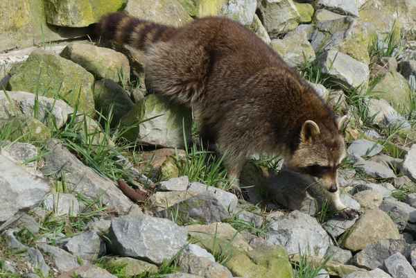 Waschbär