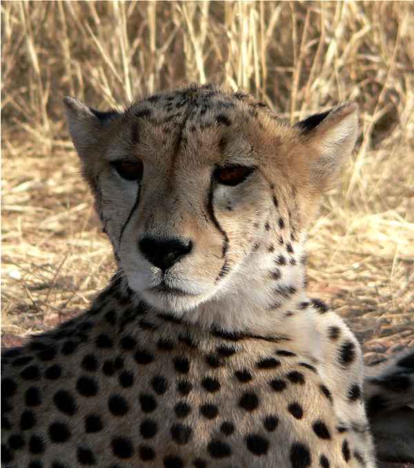 Gepard
