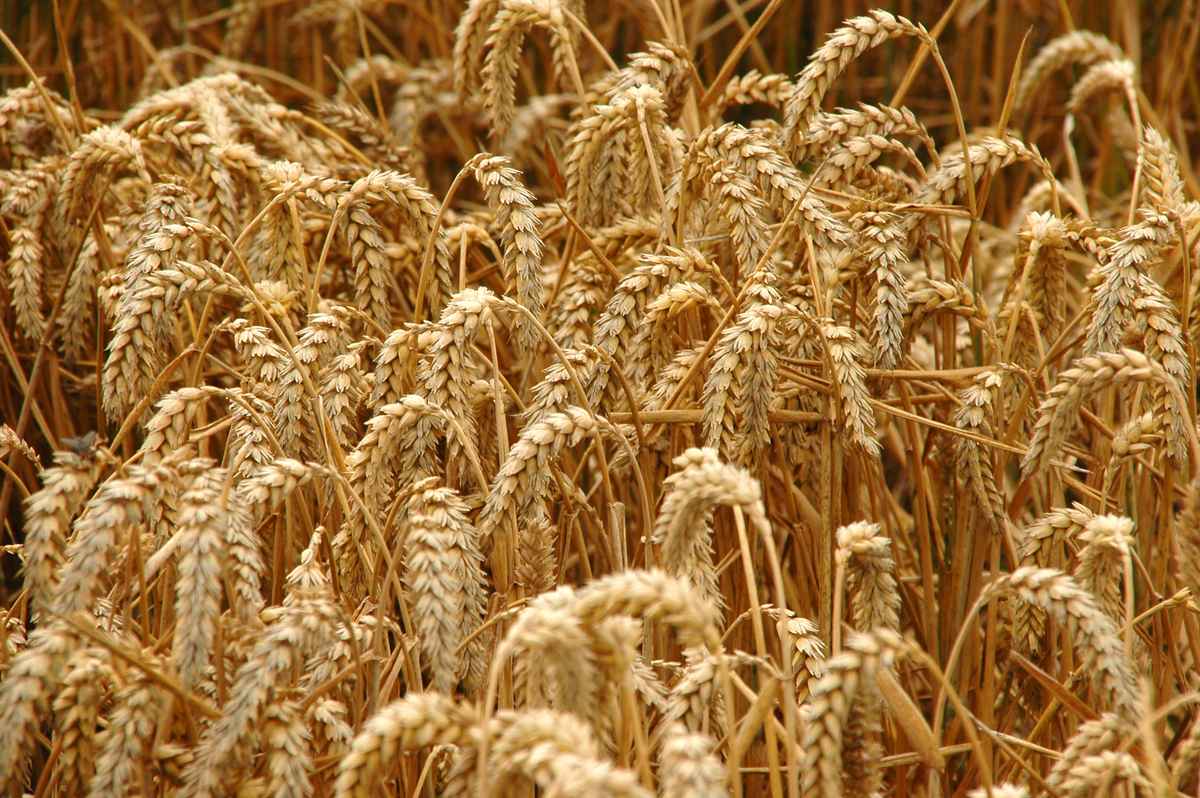 Getreide