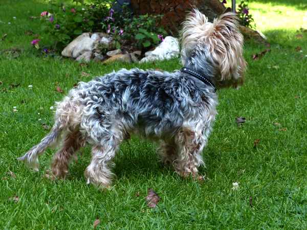 kleiner Hund ganz groß