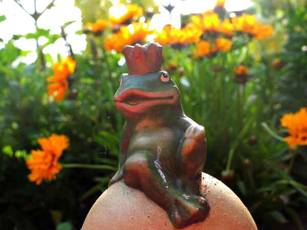 Happy Frog