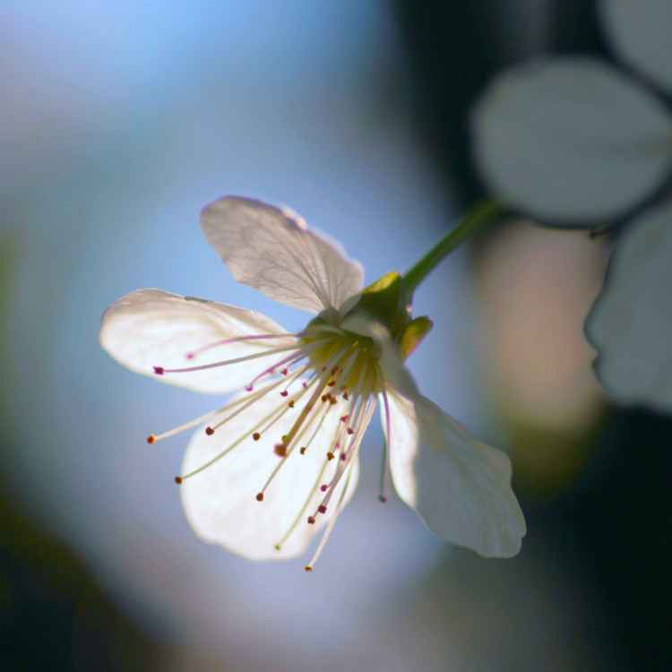 Kirschblüte im Gegenlicht