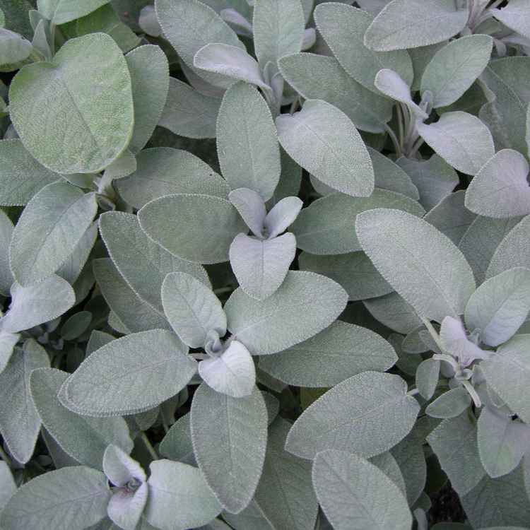 Salbei