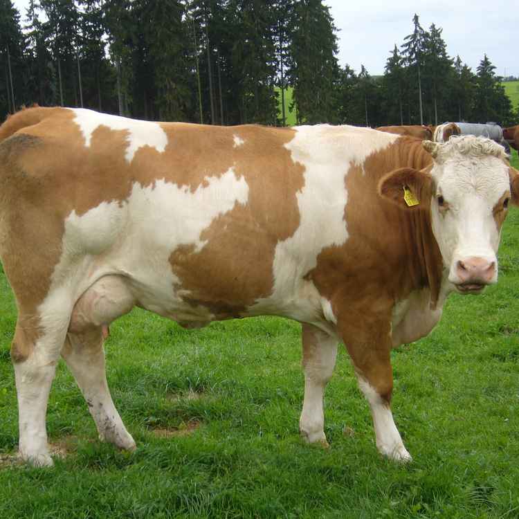 Fleckvieh Kuh