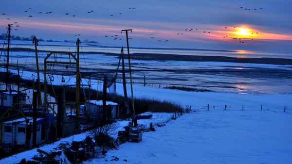 Wildgänse fliegen heim zum Schlafen
