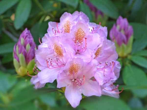 aufgeblühte Rhododendron
