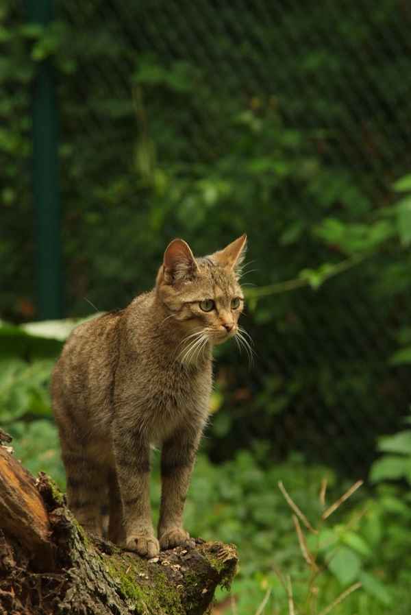 Wildkatze