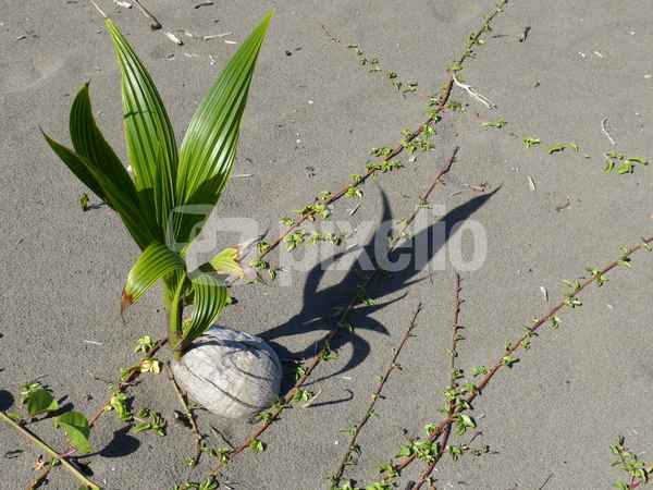Wachstum im Sand