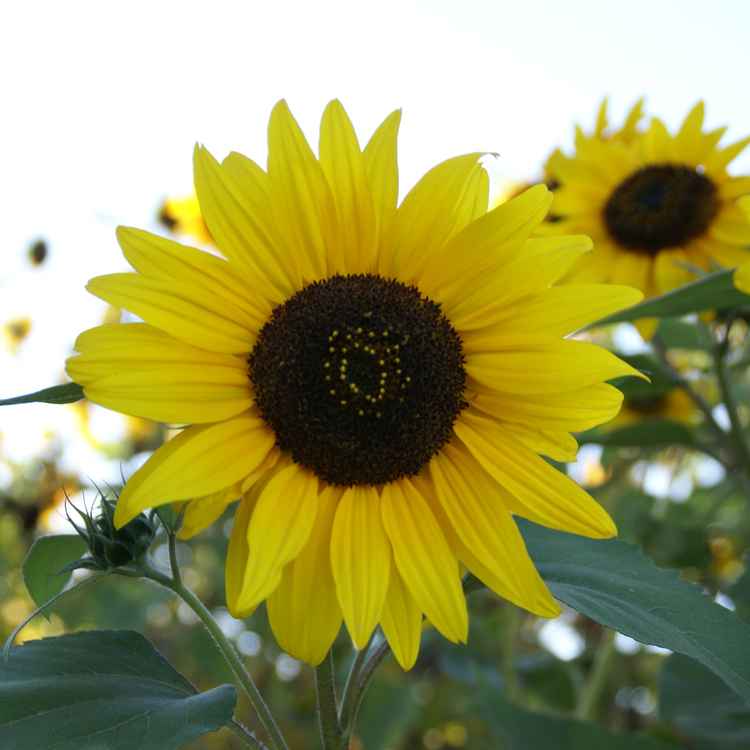 Sonnenblumen in der Pfalz