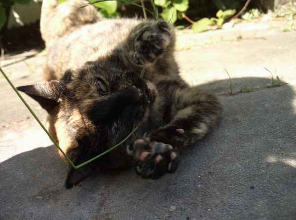 Kampfkatze...