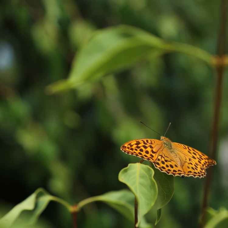 Kaisermantel Schmetterling 2022
