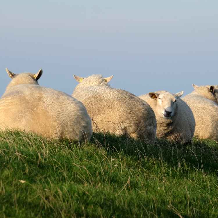 Blick über den Deich
